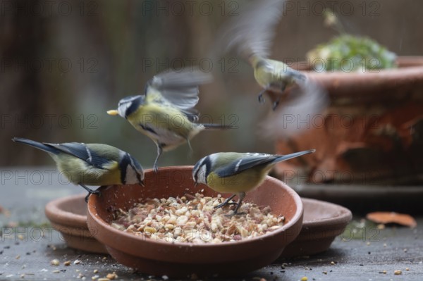 Blue tits (Cyanistes caeruleus) fetch food from a flower bowl, Bavaria, Germany, Europe