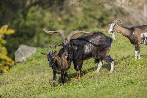 One male Tauernschecke goat, Capra aegagrus hircus, checks the readiness of a goat to mate