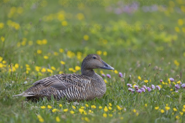 One female common eider, Somateria mollissima, resting on a flowering meadow at the coast of Illugastadir Seal watching point, Iceland, Europe