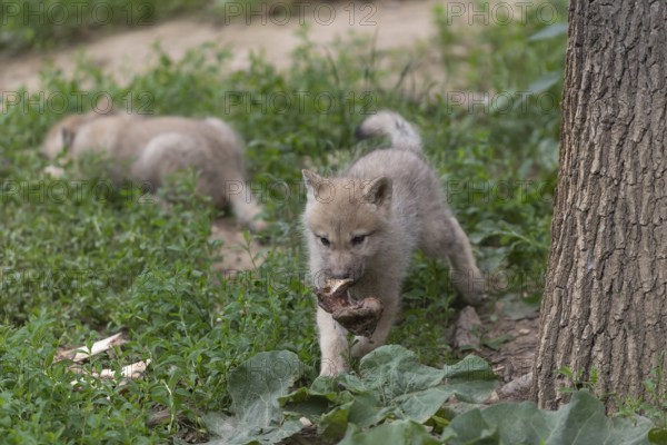 Two four weeks old Arctic wolf cub (Canis lupus arctos) playing with some bones in green grass
