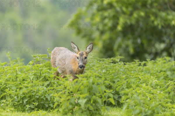 One female Roe Deer, (Capreolus capreolus), walking thru a thicket of stinging nettle in late evening light. Some green trees in the background