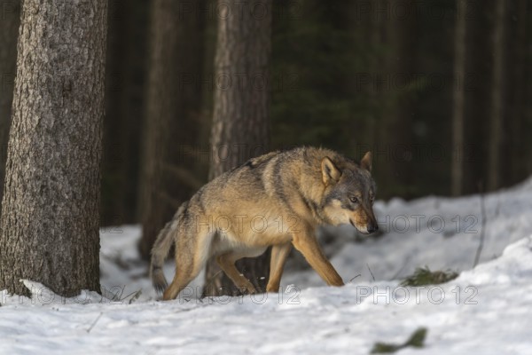 One male eurasian gray wolf (Canis lupus lupus) walking thru deep snow in a forest