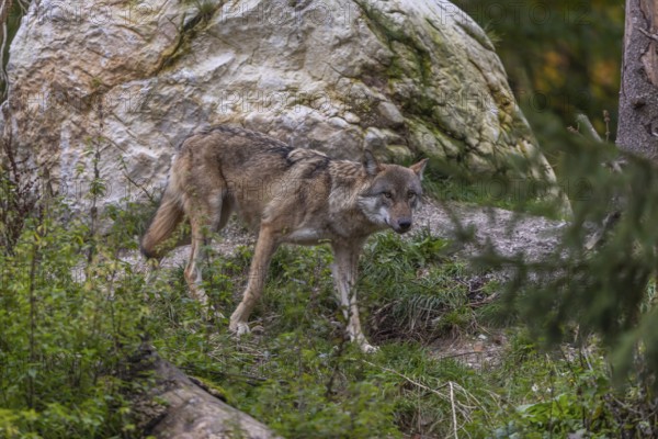 One eurasian gray wolf (Canis lupus lupus) standing in green vegetation in front of a white rock. Some fall colours in the background