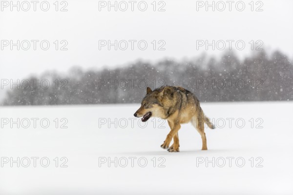 One male eurasian gray wolf (Canis lupus lupus) walking thru deep snow during snow fall. A forest in the background