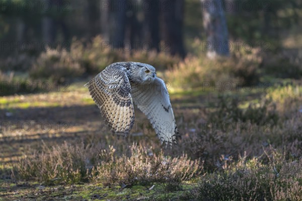 One Siberian Eagle Owl (Bubo bubo sibiricus) flying thru a forest
