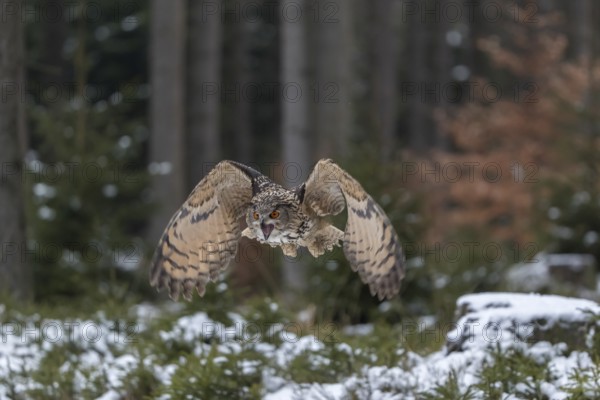 One Eurasian Eagle Owl, Bubo bubo, flying thru a forest with snow on the ground