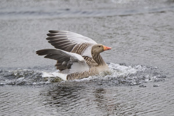 Graylag goose (Anser anser) landing in the water, Düne, Helgoland, Schleswig-Holstein, Germany, Europe