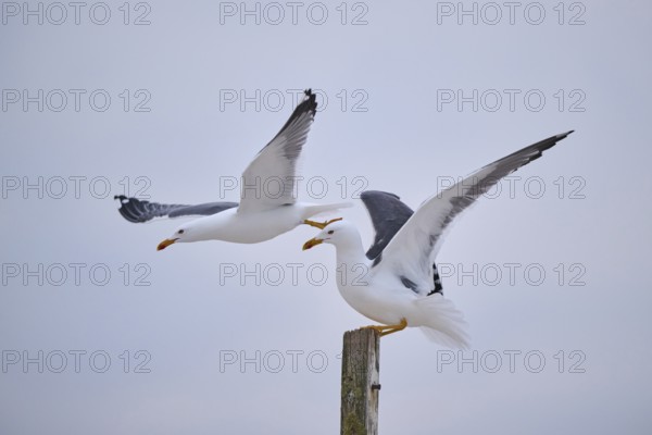 Yellow-legged gull (Larus michahellis) flying from each other, Düne, Helgoland, Schleswig-Holstein, Germany, Europe