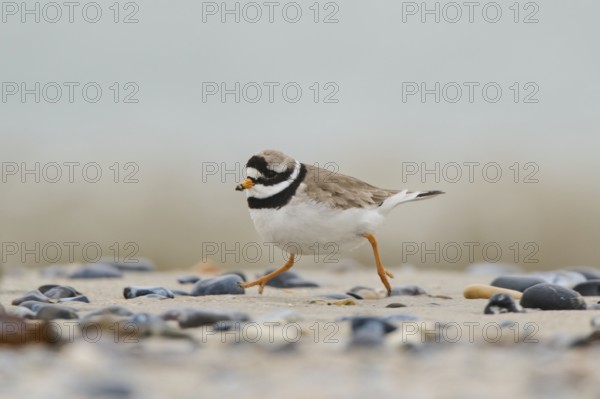 Common ringed plover (Charadrius hiaticula) on the beach, Düne, Helgoland, Schleswig-Holstein, Germany, Europe