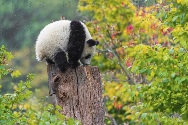 A Giant Panda, cub, ailuropoda melanoleuca, climbs up a dead tree