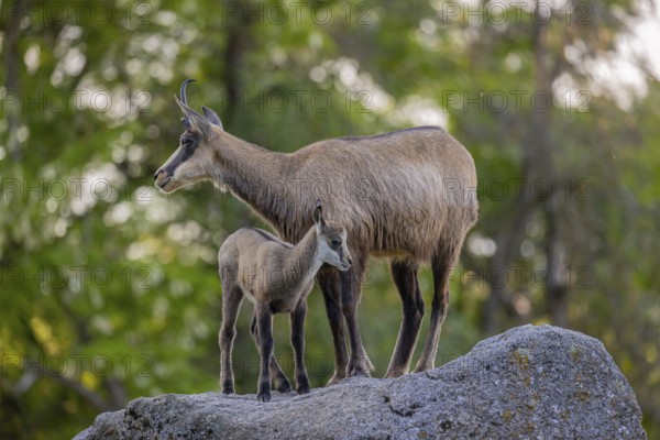 One adult female chamois (Rupicapra rupicapra) and her baby standing on a rock. A green forest in the background