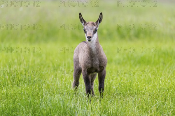 One young Chamois (Rupicapra rupicapra) standing on a fresh green meadow
