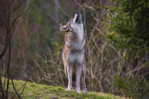 A male eurasian gray wolf (Canis lupus lupus) stands on a meadow on a hill and shakes off the rain of its fur