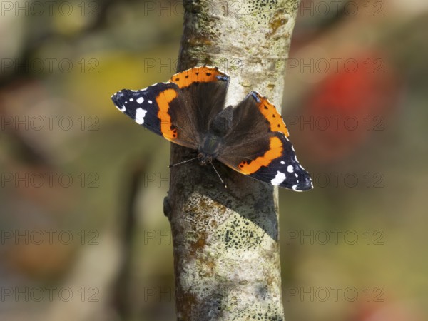 Red Admiral (Vanessa atalanta), butterfly perched on a Rowan tree stem, sunbathing in autumn sunlight, island of Texel, Holland