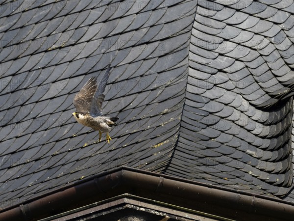 Peregrine Falcon (Falco peregrinus), adult female bird in flight, beside its nest in a church tower, Hesse, Germany, Europe