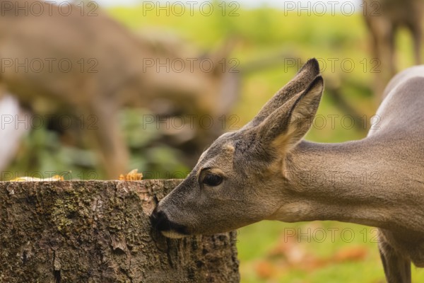 One female Roe Deer, (Capreolus capreolus), nibbles moss from a tree stump