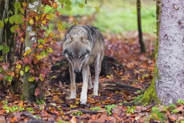 An adult male Eurasian gray wolf (Canis lupus lupus) runs out of a forest
