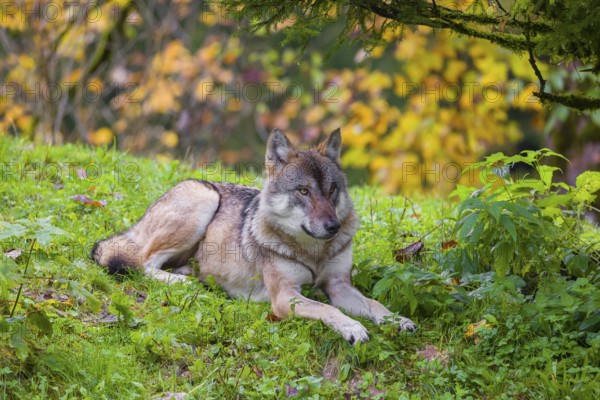 An adult male eurasian gray wolf (Canis lupus lupus) rests on hilly terrain on a green meadow, framed by colorful fall foliage