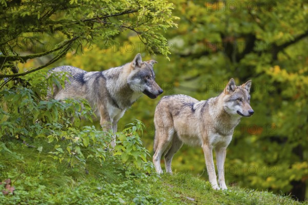 Two eurasian gray wolves (Canis lupus lupus) stand on a hill, observing the area. A forest in fall colours in the background