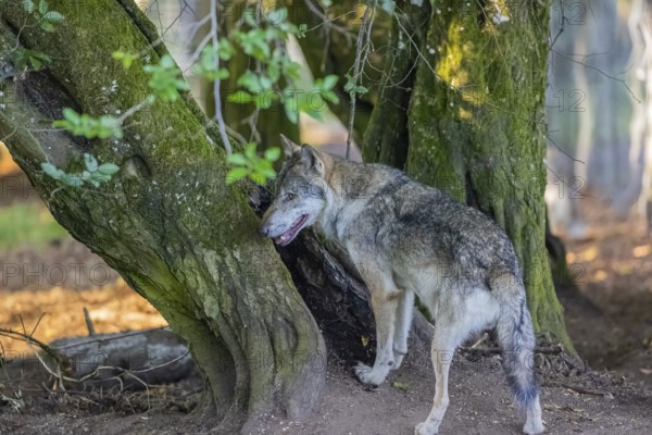 One adult male eurasian gray wolf (Canis lupus lupus) standing in front of an old split tree at a forest edge