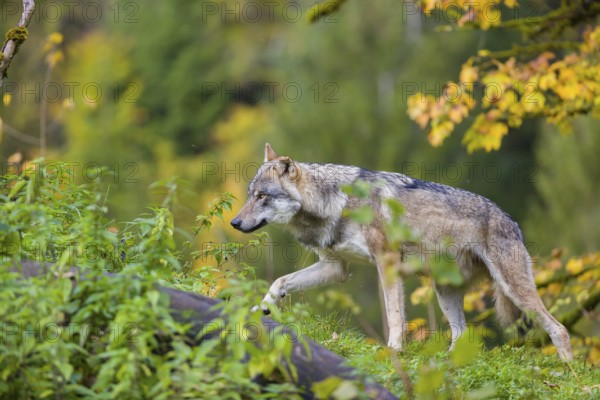 One eurasian gray wolf (Canis lupus lupus) walks up a small hill between logs and rocks with a colourful fall foliage in the background