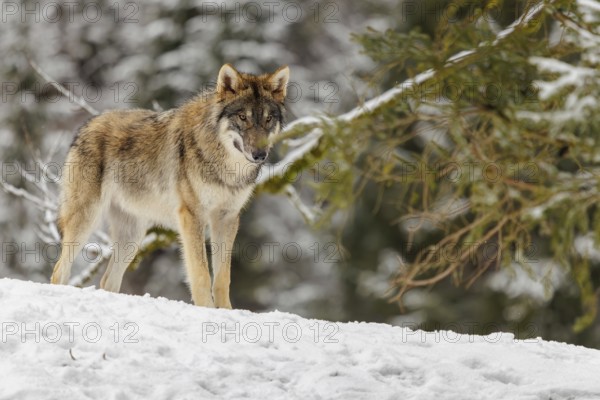A young grey wolf (Canis lupus lupus) stands on a sloping, snow-covered meadow on a cold, cloudy day. A forest can be seen in the background