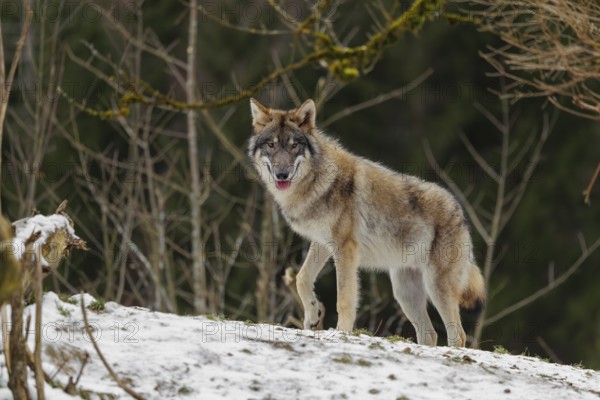 A grey wolf (Canis lupus lupus) runs across the sloping, snow-covered meadow at the edge of a forest on a cold, cloudy day