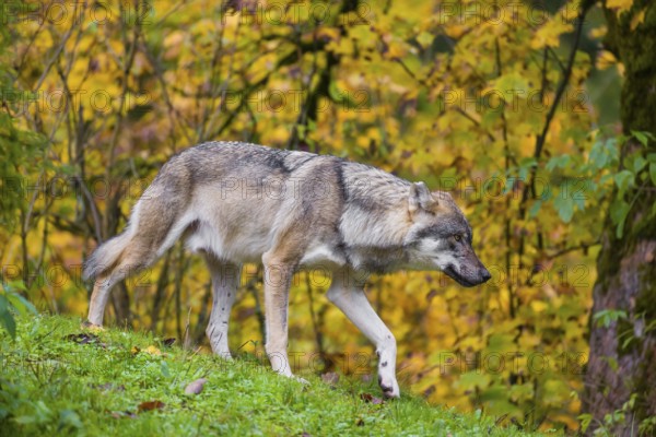 An adult male eurasian gray wolf (Canis lupus lupus) runs on hilly terrain on a green meadow, framed by colorful fall foliage