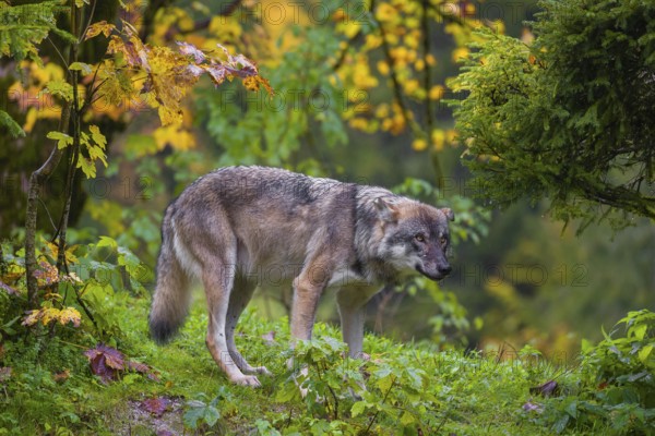 An adult male eurasian gray wolf (Canis lupus lupus) stands on hilly terrain on a green meadow, framed by colorful fall foliage