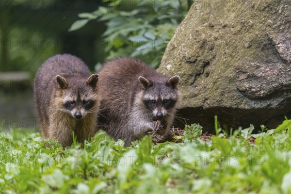 Two adult Raccoons, Procyon lotor, standing on a meadow side by side. A rock and green vegetation in the background