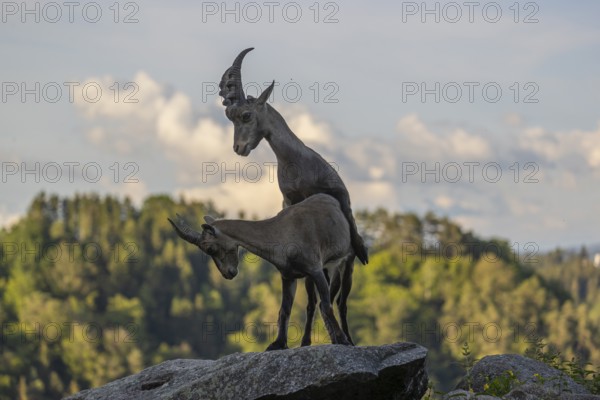 Two adult ibex (Capra ibex) standing on a rock, mating. Some green vegetation around and a forest in the background