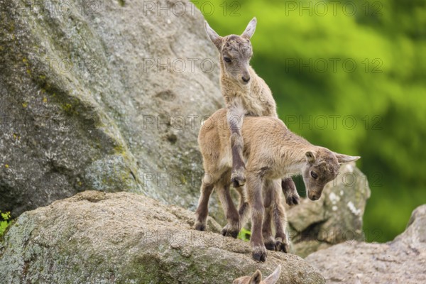 A group of young ibex (Capra ibex) play on a rock