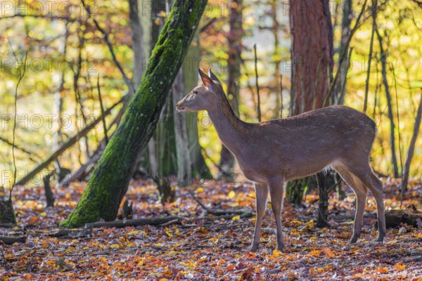 A female Manchurian sika deer or Dybowski's sika deer (Cervus nippon mantchuricus or Cervus nippon dybowskii) stands in an autumnal forest