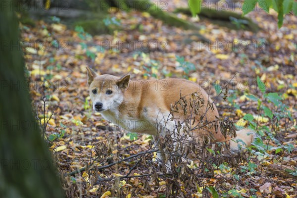 One New Guinea singing dog or New Guinea Highland dog (Canis hallstromi) (Canis dingo hallstromi, Canis familiaris) sits in the forest while defecating