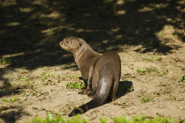 A giant otter or giant river otter (Pteronura brasiliensis) walks along a river bank