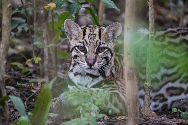 Ocelot (Felis pardalis) Pantanal Brazil