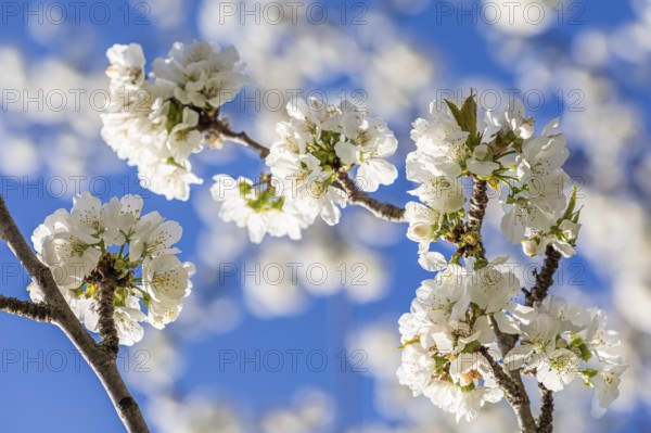 Blossoming fruit tree in spring, tree blossom, fruit tree blossom, Stuttgart, Baden-Württemberg, Germany, Europe