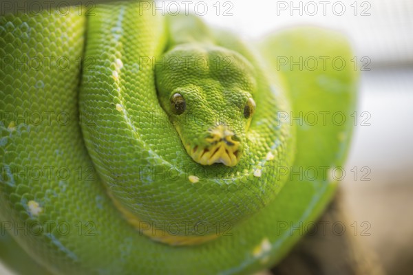 Green tree python (Morelia viridis), portrait, captive, Germany, Europe
