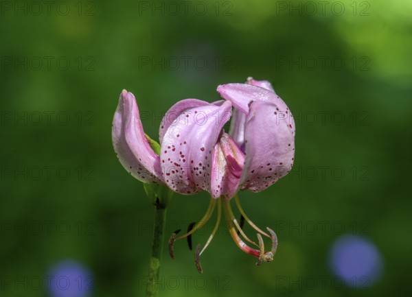 Turk's cap (Lilium martagon), Entracque, province of Cuneo, Italy, Europe