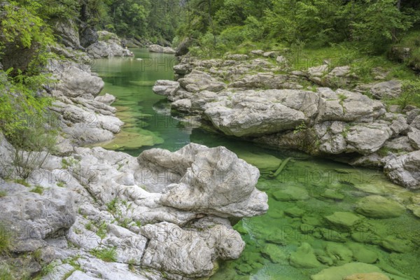 Emerald green river Pozze Smeraldine, Tramonti di Sopra, Province of Pordenone, Italy, Europe