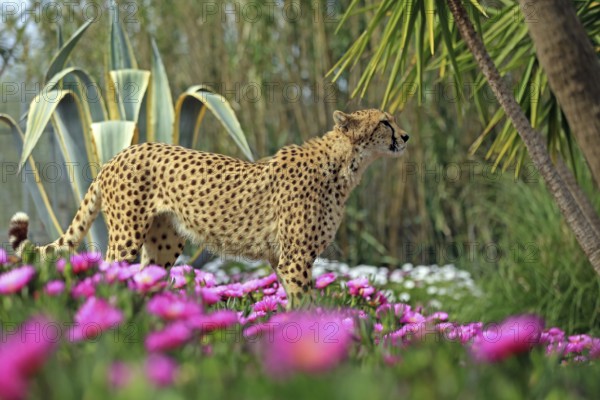 Cheetah (Acinonyx jubatus), meadow, captive