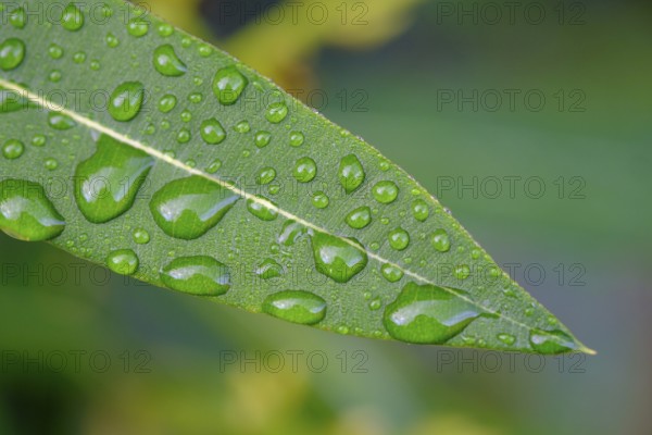 Raindrops on an oleander leaf, near Cruïlles, Costa Brava, Catalonia, Spain, Europe