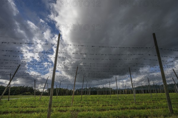 Dark rain clouds (Nimbostratus) over a harvested hop field, Bavaria, Germany, Europe
