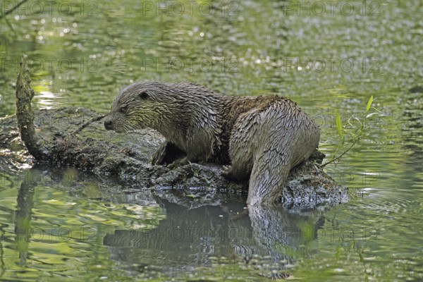 Otter (Lutra lutra), sitting on tree trunk, water