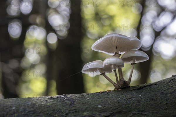 Ringed beech slime moulds (Oudemansiella mucida), Emsland, Lower Saxony, Germany, Europe