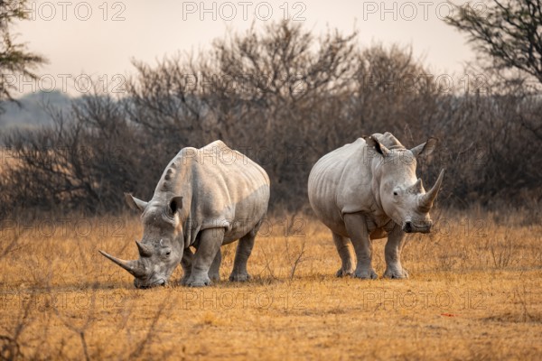 Southern white rhinoceros (Ceratotherium simum simum), two rhinos in the evening light, Khama Rhino Sanctuary, Serowe, Botswana, Africa