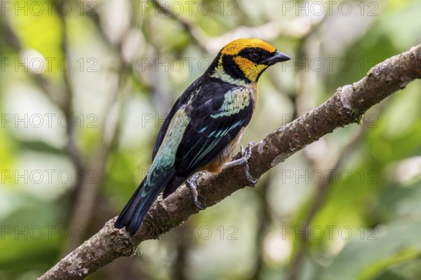 Flame-faced tanager (Tangara parzudakii), Mindo Forest Reserve, Mindo, Ecuador, South America