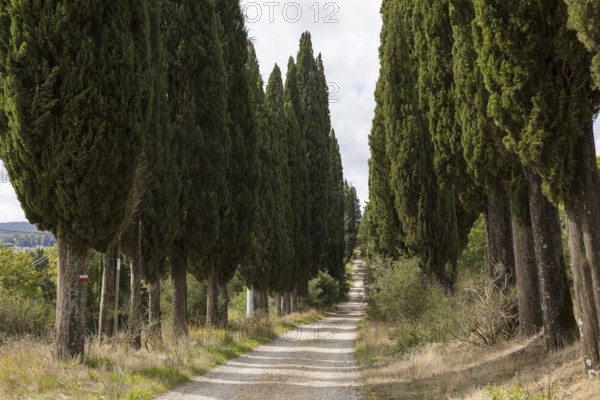 Path through an avenue of columnar cypresses (Cupressus sempervirens) near San Gimignano, Province of Siena, Tuscany, Italy, Europe