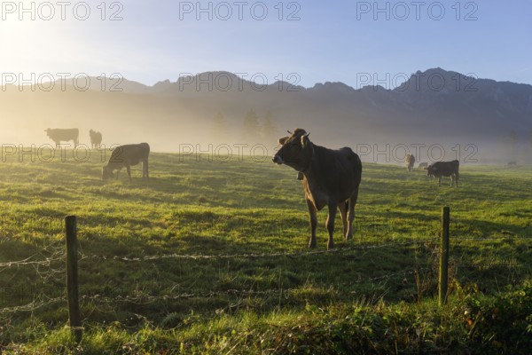 Cows grazing on a misty meadow at sunrise, mountains rising in the background, near Füssen, Ostallgäu, Bavaria, Germany, Europe