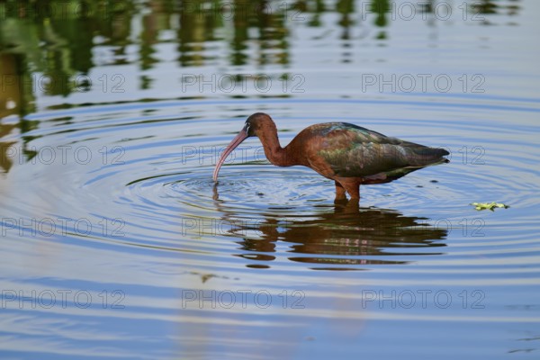 Glossy ibis, (Plegadis falcinellus), in water, spring, Wakodahatchee Wetlands, Delray Beach, Florida, USA, North America
